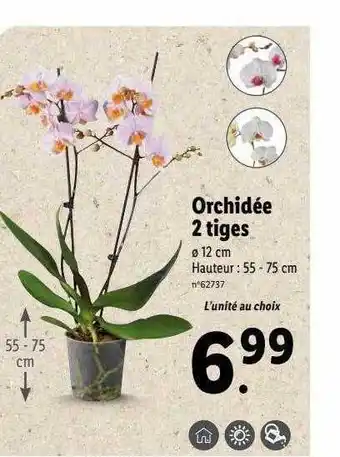 Lidl Orchidée 2 tiges offre