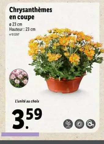 Lidl Chrysanthèmes en coupe offre