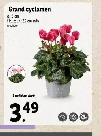 Lidl Grand cyclamen offre