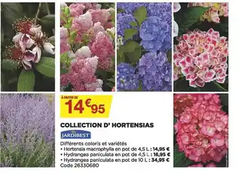 Bricomarché Collection d'hortensias jardibest offre