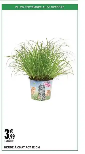 Intermarché Herbe à chat pot 12 cm offre