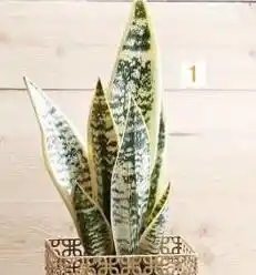 Sanseveria artificiel blanc vert