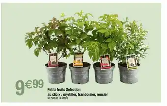 Petits fruits sélection au choix : myrtiller, framboisier, roncier
