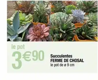 Succulentes ferme de chosal
