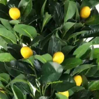 E.Leclerc Brico Citronnier artificiel en pot 120 cm offre