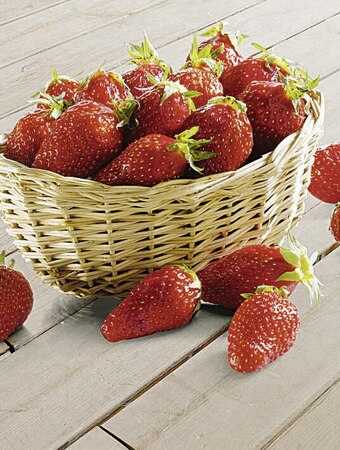 Casino Supermarchés Fraise Gariguette offre