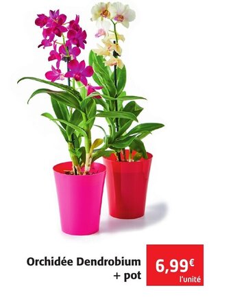 Colruyt Orchidée Dendrobium +Pot offre