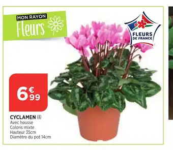 Cyclamen