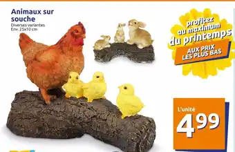 Action Animaux sur souche offre