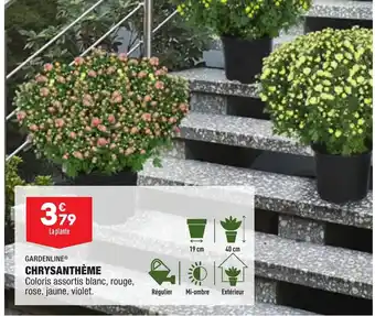 ALDI Chrysanthème offre