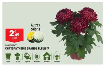 ALDI Chrysanthème Grande Fleur offre