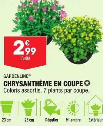 ALDI Chrysanthème en Coupe offre