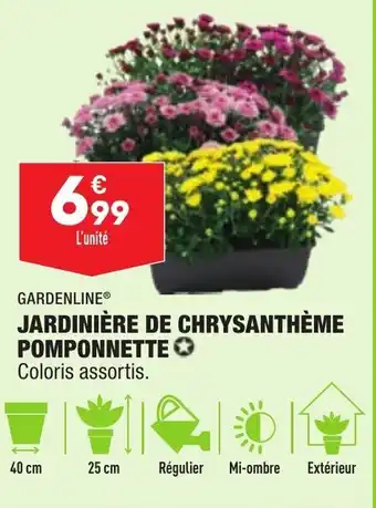 Jardinière de Chrysanthème Pomponnette