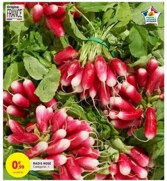 Radis Rose