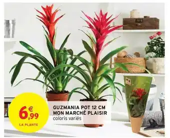 Intermarché Guzmania Pot 12 Cm Mon Marché Plaisir offre