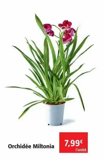 Orchidée miltonia