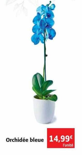 Colruyt Orchidée bleue offre