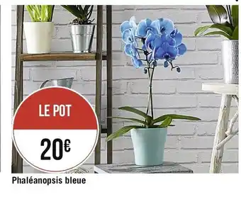 Phaléanopsis bleue