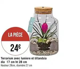 Terrarium lumiere et tillandsia