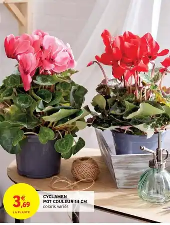 Cyclamen Pot Couleurs 14cm