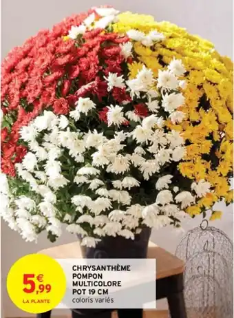 Chrysanthème Pompons Multicolore Pot 19cm