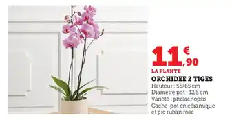 Super U Orchidee 2 tiges offre
