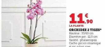 Super U Orchidée 2 tiges offre