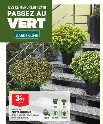 ALDI Chrysanthème gardenline offre