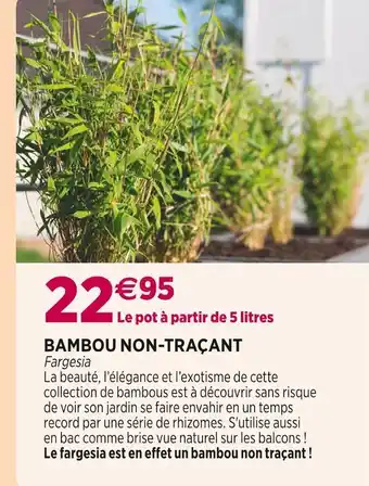 Delbard Bambou non-traçant offre
