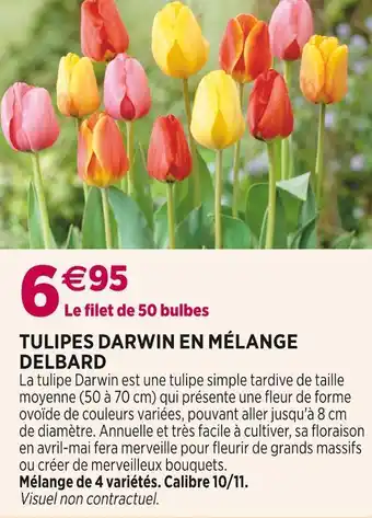 Delbard tulipes darwin en mélange