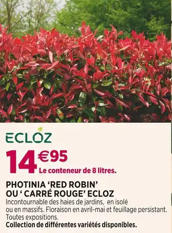 Delbard Ecloz photinia ‘red robin’ ou ‘ carré rouge’ offre