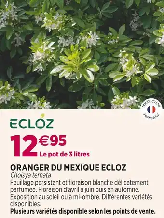 Delbard Ecloz oranger du mexique offre