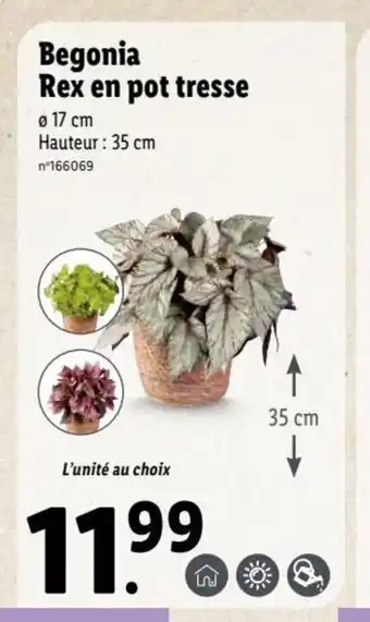 Begonia Rex En Pot Tresse