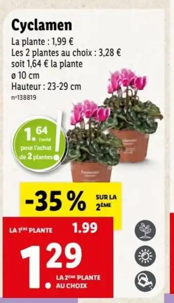 Lidl Cyclamen offre