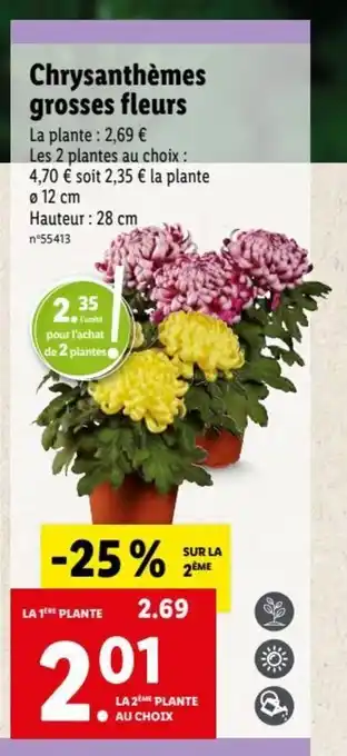 Lidl Chrysanthémes Grosses Fleurs offre