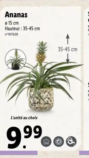 Lidl Ananas offre
