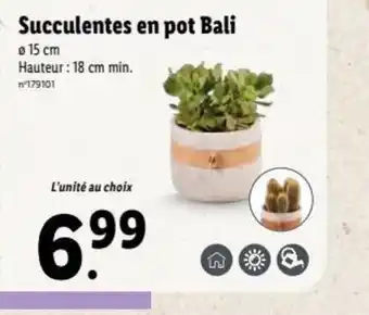 Succulentes en pot bali