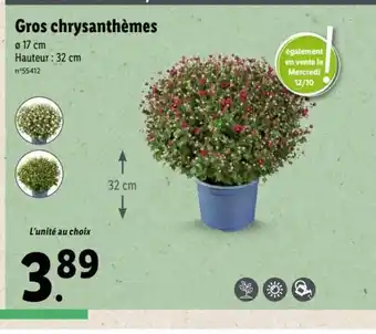 Lidl Gros chrysanthémes offre