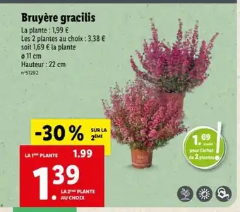 Lidl Bruyére gracilis offre