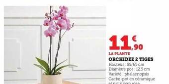 Hyper U Orchidée 2 tiges offre