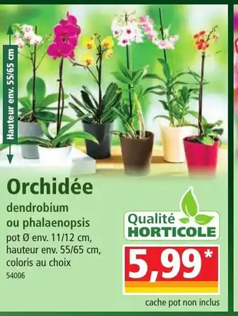 Norma Orchidée offre
