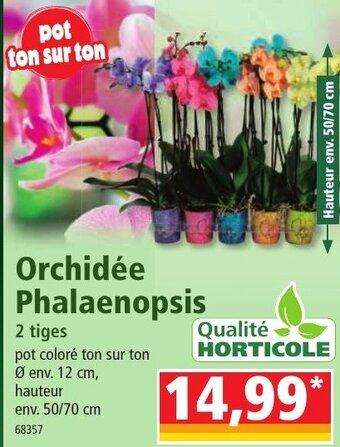 Norma Orchidée Phalaenopsis offre