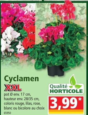 Norma Cyclamen offre