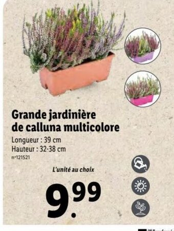 Lidl Grande Jardinière de Calluna Multicolore offre