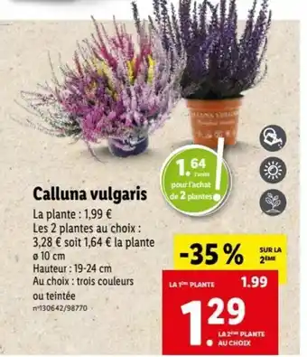 Calluna Vulgaris