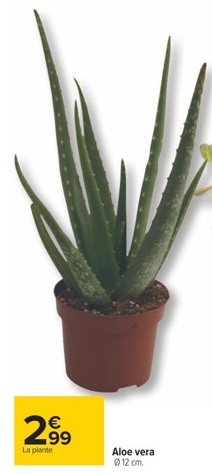 Carrefour Aloe vera offre