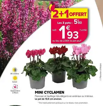 Kiriel Mini cyclamen offre