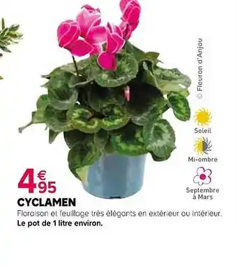 Kiriel Cyclamen offre