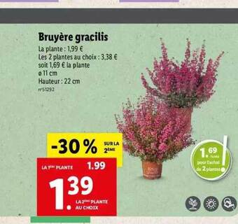Lidl Bruyère gracilis offre