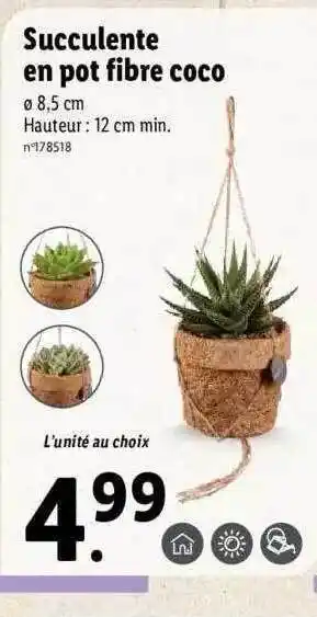 Lidl Succulente en pot fibre coco offre